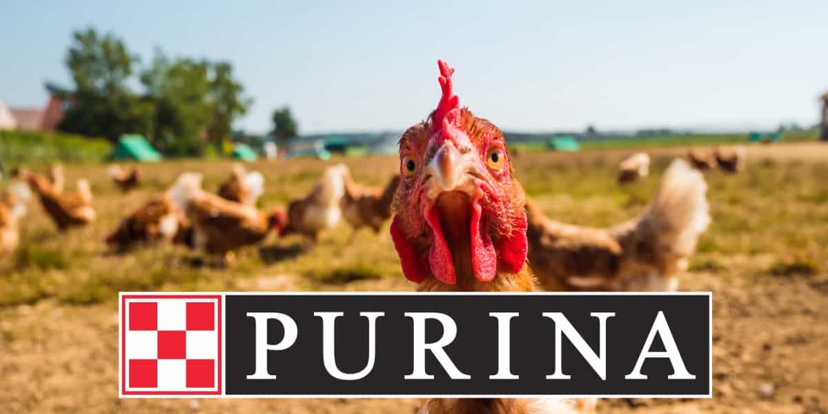 Purina Feed CC.jpg