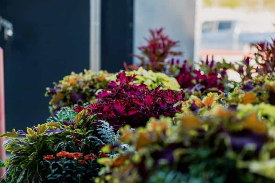 Flowers Ladies Night.jpg