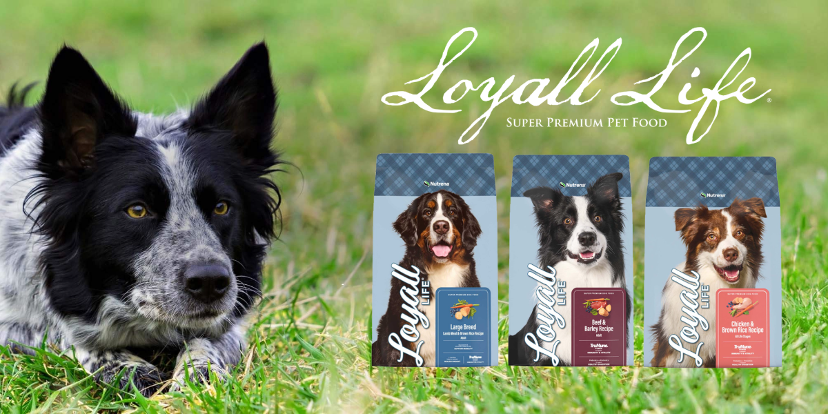 Loyall Dog Header.png